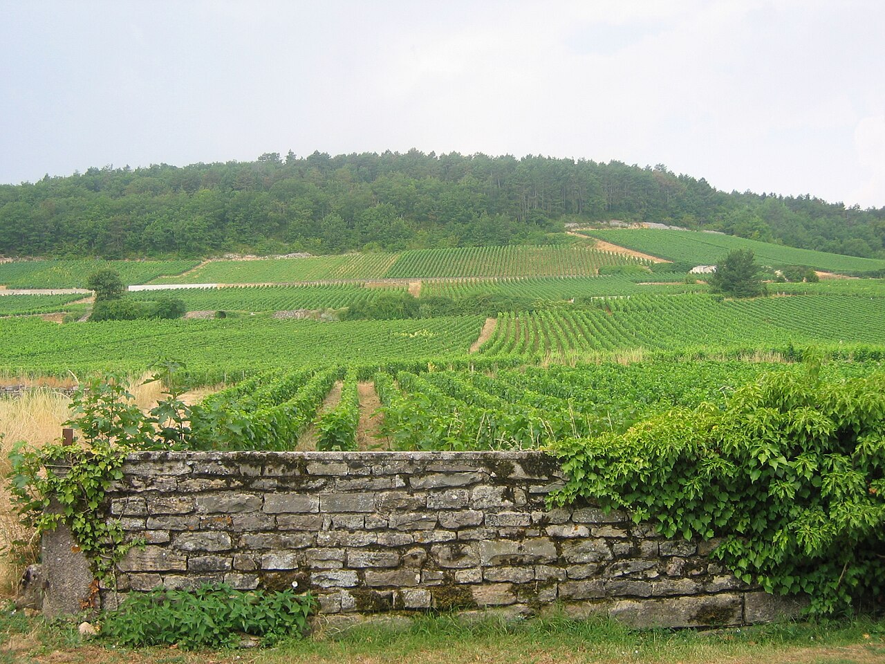 Gevrey-Chambertin 热夫雷-香贝丹葡萄园