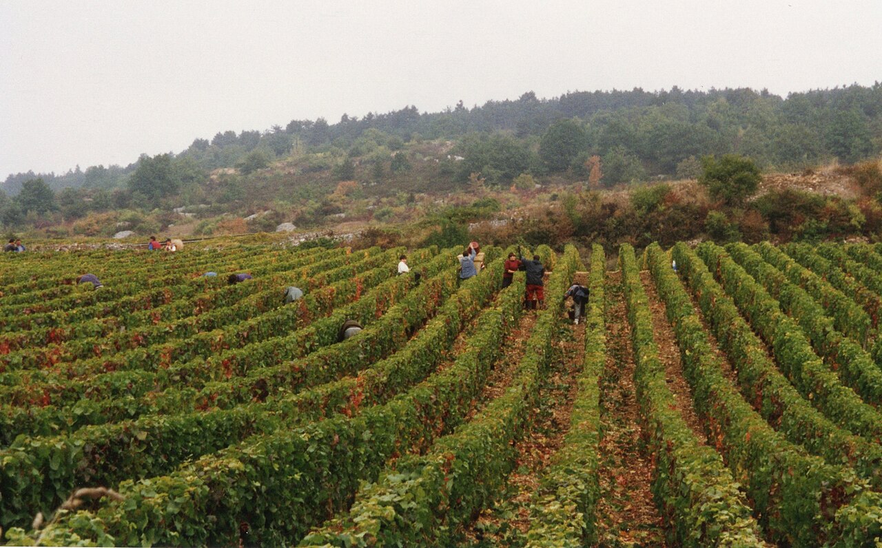 勃艮第 Santenay 葡萄采收