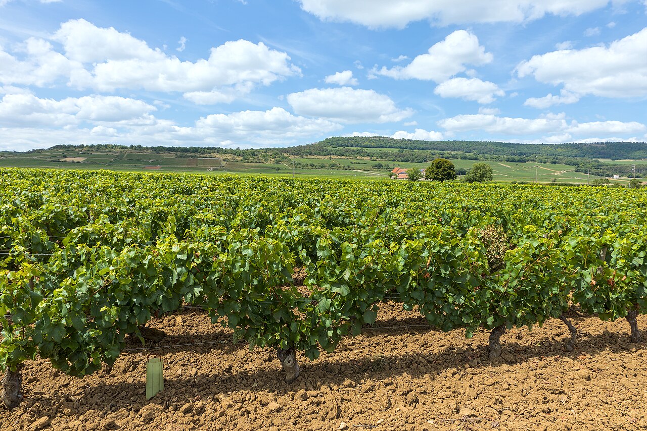 Puligny-Montrachet 普里尼-蒙哈榭葡萄园