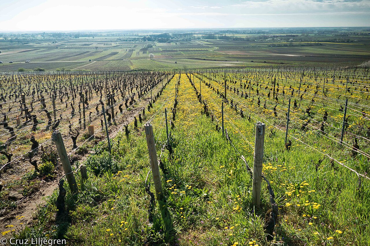 Volnay 沃尔奈葡萄园